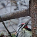 Yellow-bellied Sapsucker