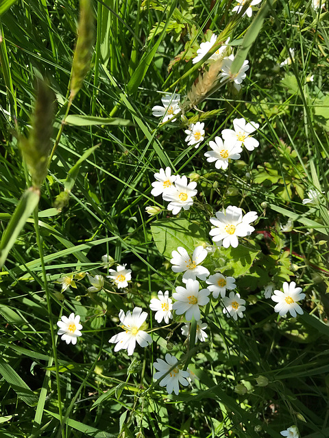 Roadside Flowers