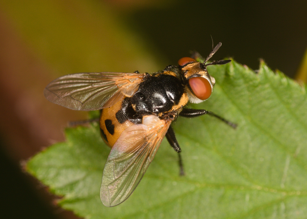 FlyIMG 0676