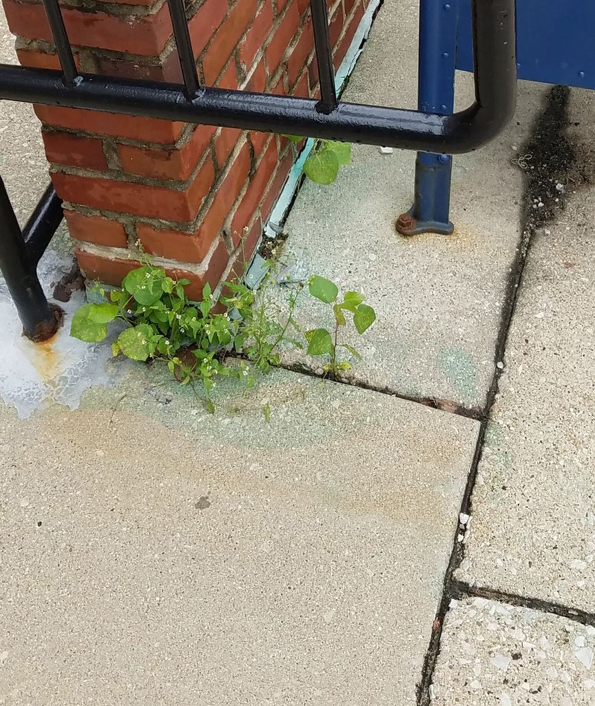 post office plants