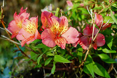 Nog steeds bloemen in de tuin