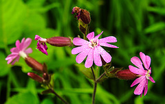 20210606 0438CPw [D~LIP] Rote Lichtnelke, UWZ, Bad Salzuflen