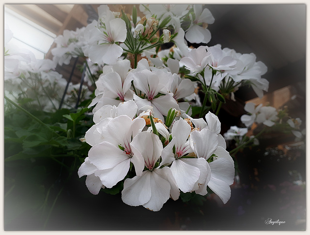 Pelargonium peltatum .....belle journée à tous ❤️