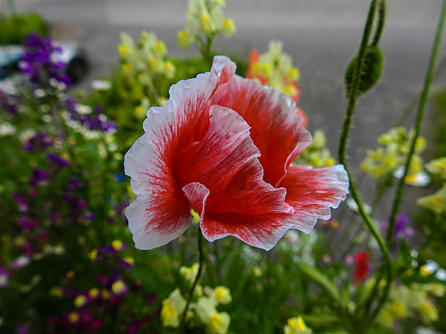 20220608 1276CPw [D~LIP] Kaltsch-Mohn (Papaver rhoeas), Bad Salzuflen