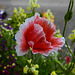 20220608 1276CPw [D~LIP] Kaltsch-Mohn (Papaver rhoeas), Bad Salzuflen