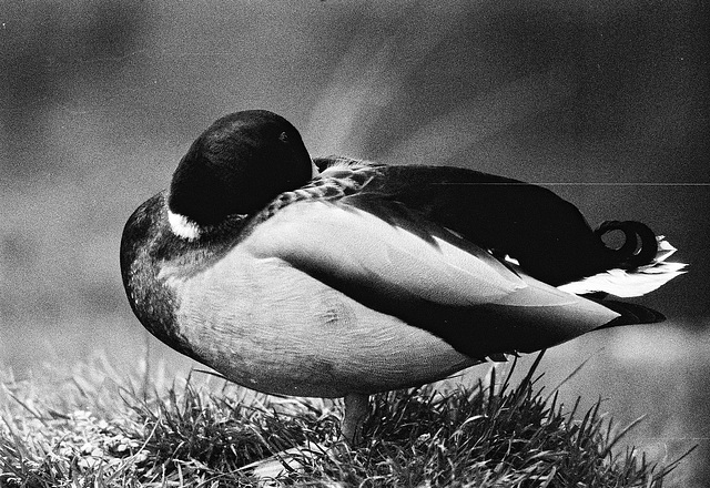 Tiergarten Straubing, Film
