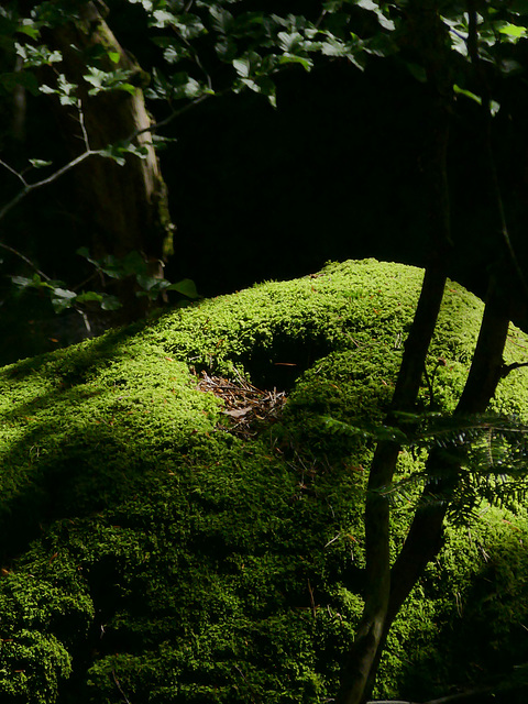 20230606 -08 Lozère tritons (83)