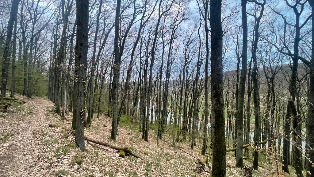 Main-Wanderweg