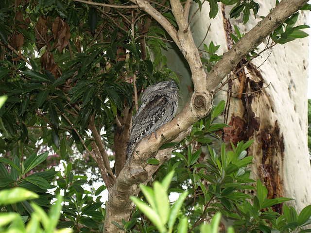 Frogmouth 012015 18