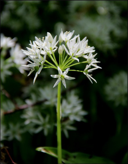 Bärlauchblüte