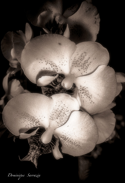 Orchidée