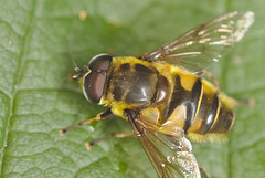 EF7A9300hoverfly