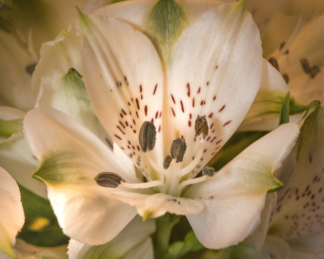 white flowers1