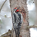 Yellow-bellied Sapsucker