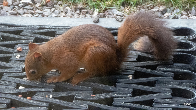 So what made you think it was such a bright idea hiding my food in the doormat?!