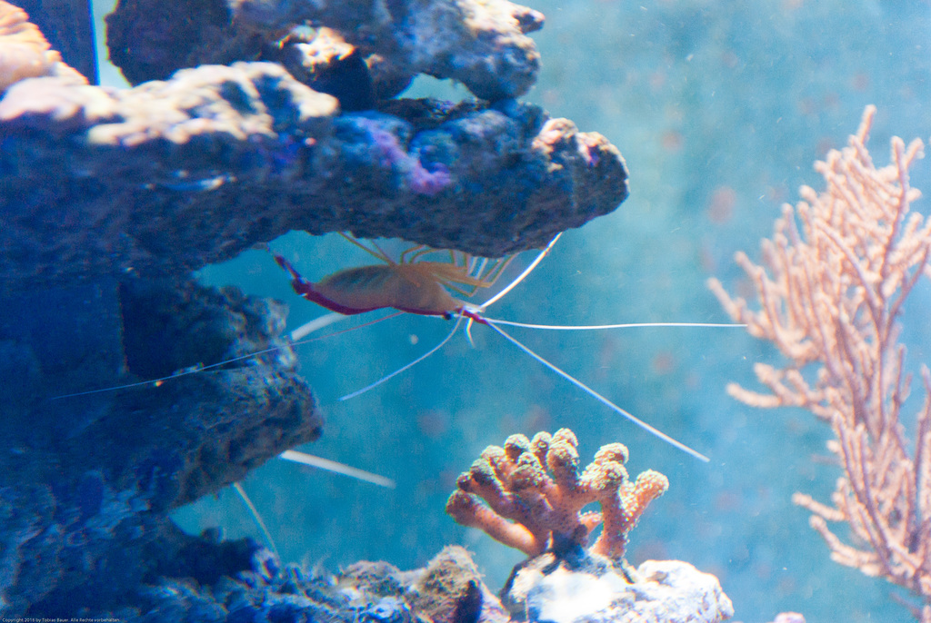 Meeres Auquarium Zella-Mehlis