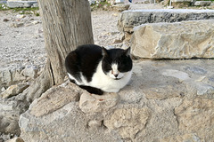 Athens 2020 – Acropolis cat