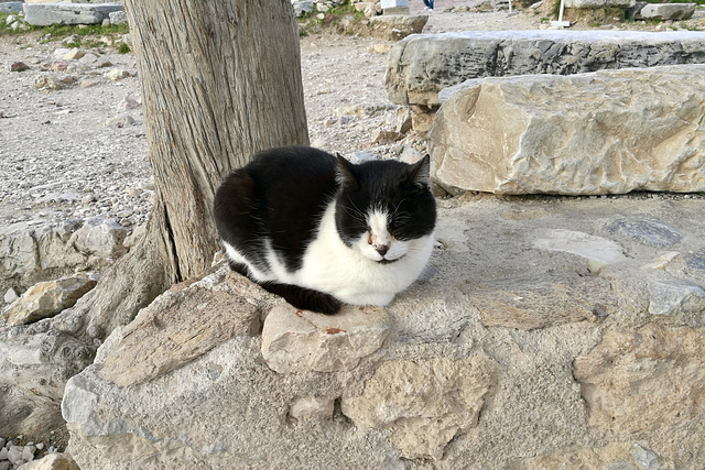 Athens 2020 – Acropolis cat