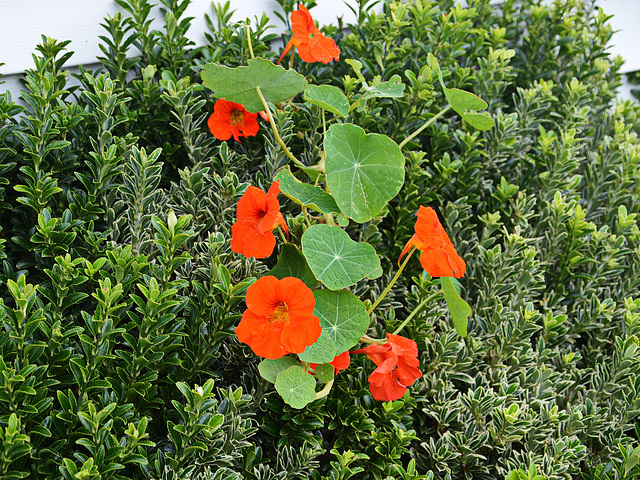 DSC 0699ac Home Courageous Nasturtiums