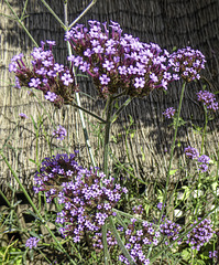 Verbena for H.A.N.W.E