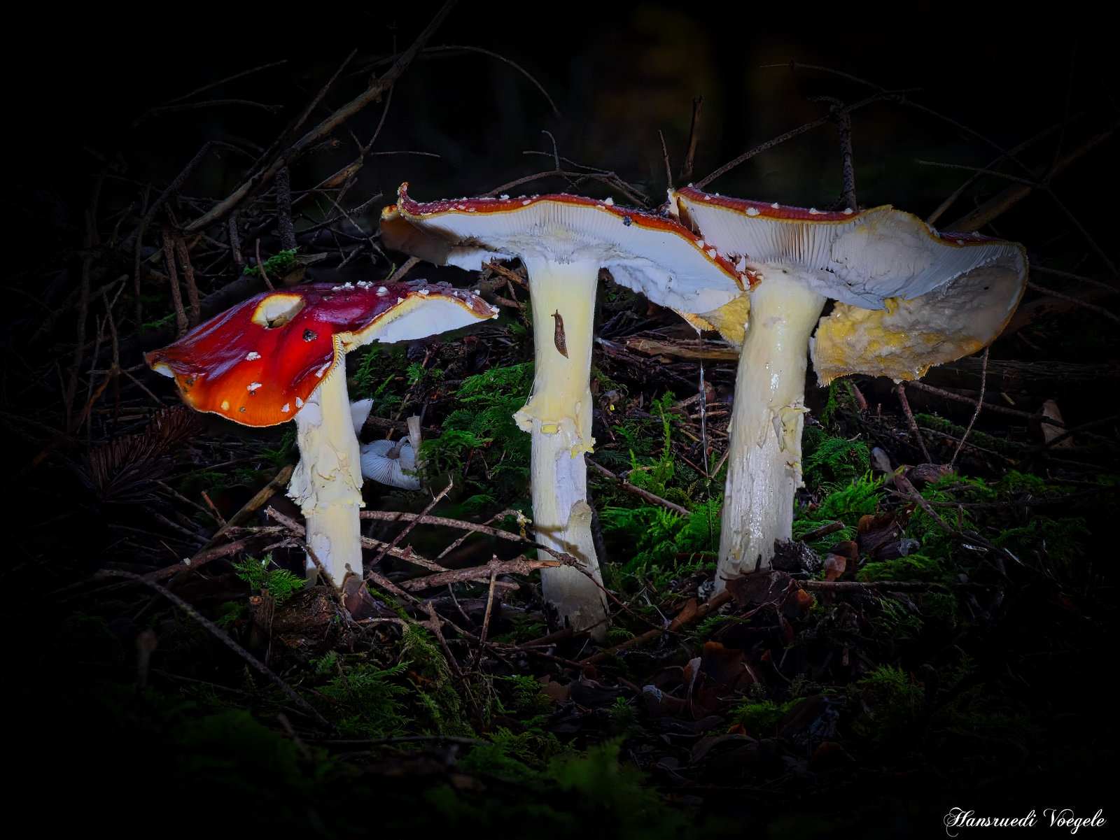 Das Pilz Leben geht langsam zu  Ende/Fliegenpilze