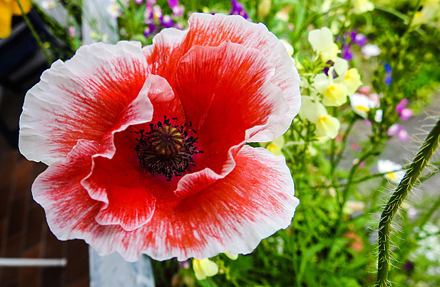 20220608 1277CPw [D~LIP] Kaltsch-Mohn (Papaver rhoeas), Bad Salzuflen