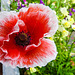 20220608 1277CPw [D~LIP] Kaltsch-Mohn (Papaver rhoeas), Bad Salzuflen