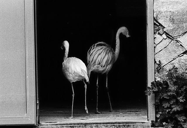 Tiergarten Straubing, Film