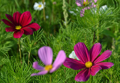 Simpelveld flowers