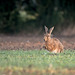 Hare 2