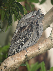 Frogmouth 012015 28