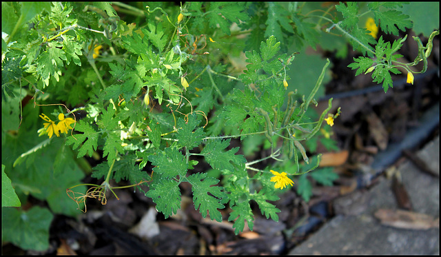 Chelidonium majus var. laciniatum (3)