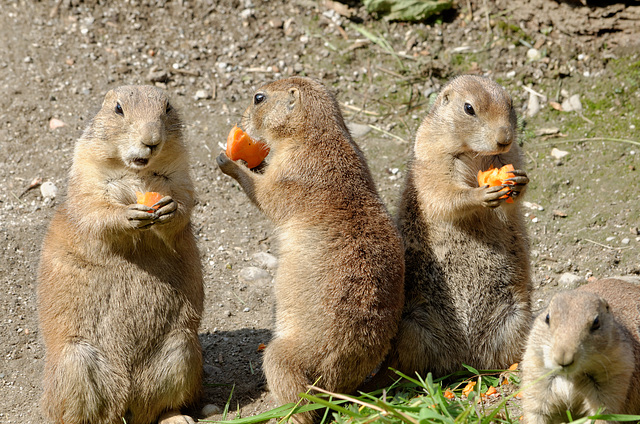 Le repas des chiens de prairie (2)