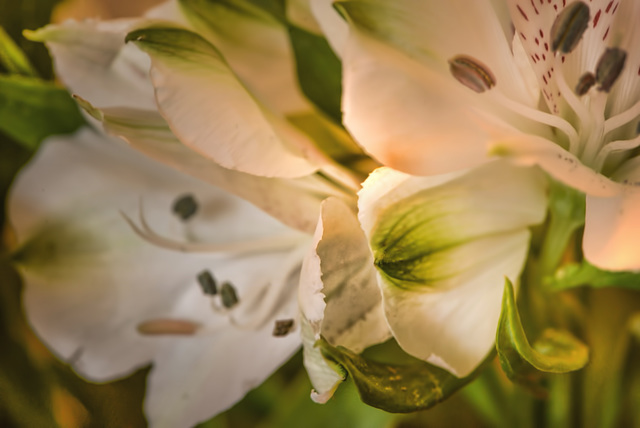 white flowers