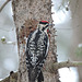 Yellow-bellied Sapsucker