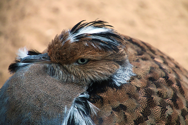 L'outarde houbara d'Asie ( en France nous avons la outarde de Dijon )