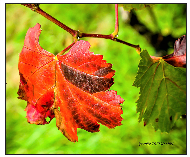 Herbst