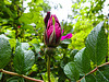 20210606 0440CPw [D~LIP] Rose, UWZ, Bad Salzuflen