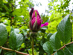 20210606 0440CPw [D~LIP] Rose, UWZ, Bad Salzuflen