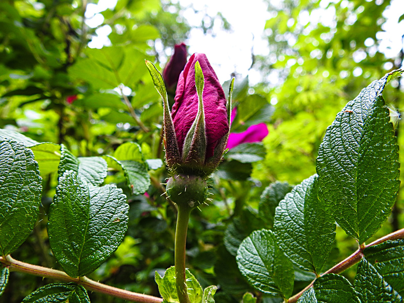 20210606 0440CPw [D~LIP] Rose, UWZ, Bad Salzuflen