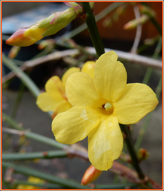 Echter Jasmin - Jasminum nudiflorum