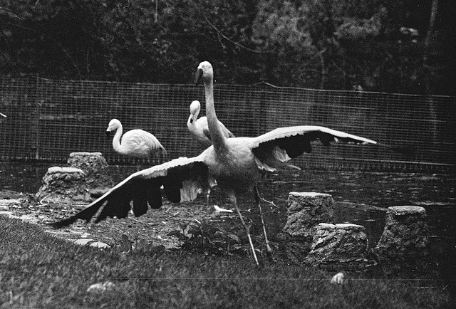 Tiergarten Straubing, Film