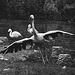 Tiergarten Straubing, Film