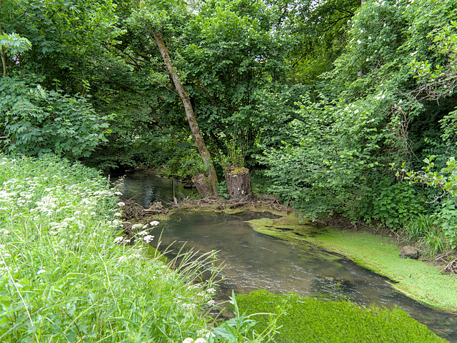 Biberdamm (unvollständig)