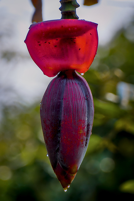 Bananenblüte ... P.i.P. (© Buelipix)