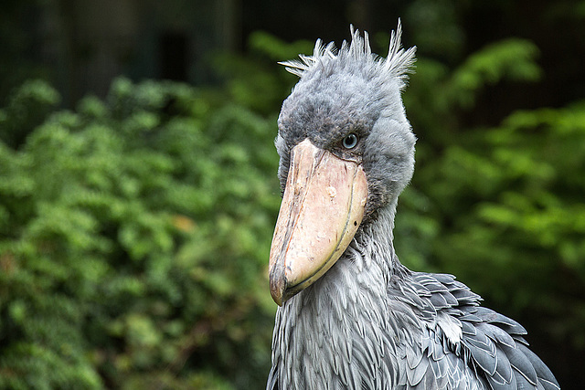 20140926 5475VRAw [D~SFA] Schuhschnabel (Balaeniceps rex), Vogelpark, Walsrode