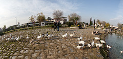 20141203 6013VRFw [TR] Gänsemarsch, Sinterterrassen,  Pamukkale, Denizli