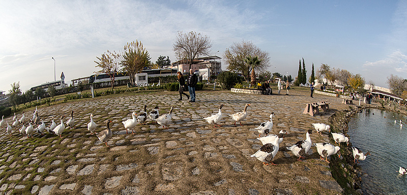 20141203 6013VRFw [TR] Gänsemarsch, Sinterterrassen,  Pamukkale, Denizli