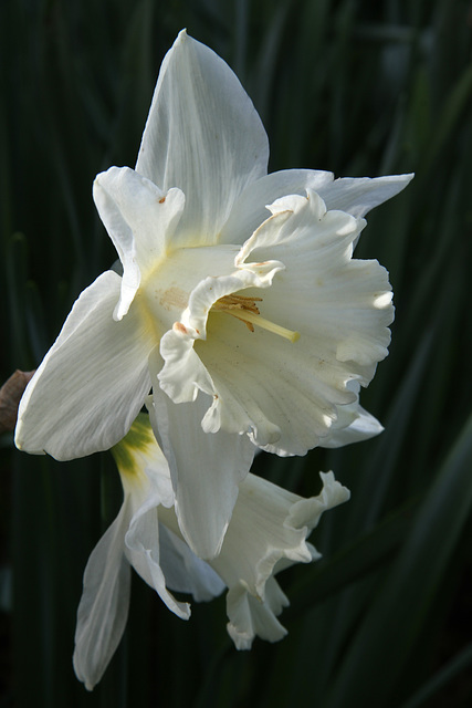 Daffodils