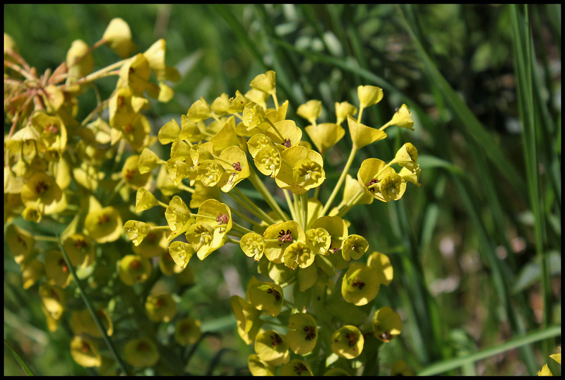 Euphorbia characias (3)